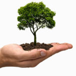 Mão segurando uma árvore representando o licenciamento ambiental