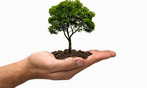 Mão segurando uma árvore representando o licenciamento ambiental